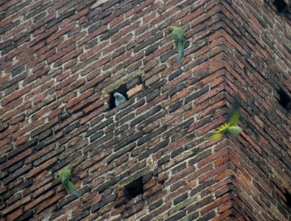 Parrocchetti dal collare a Pavia